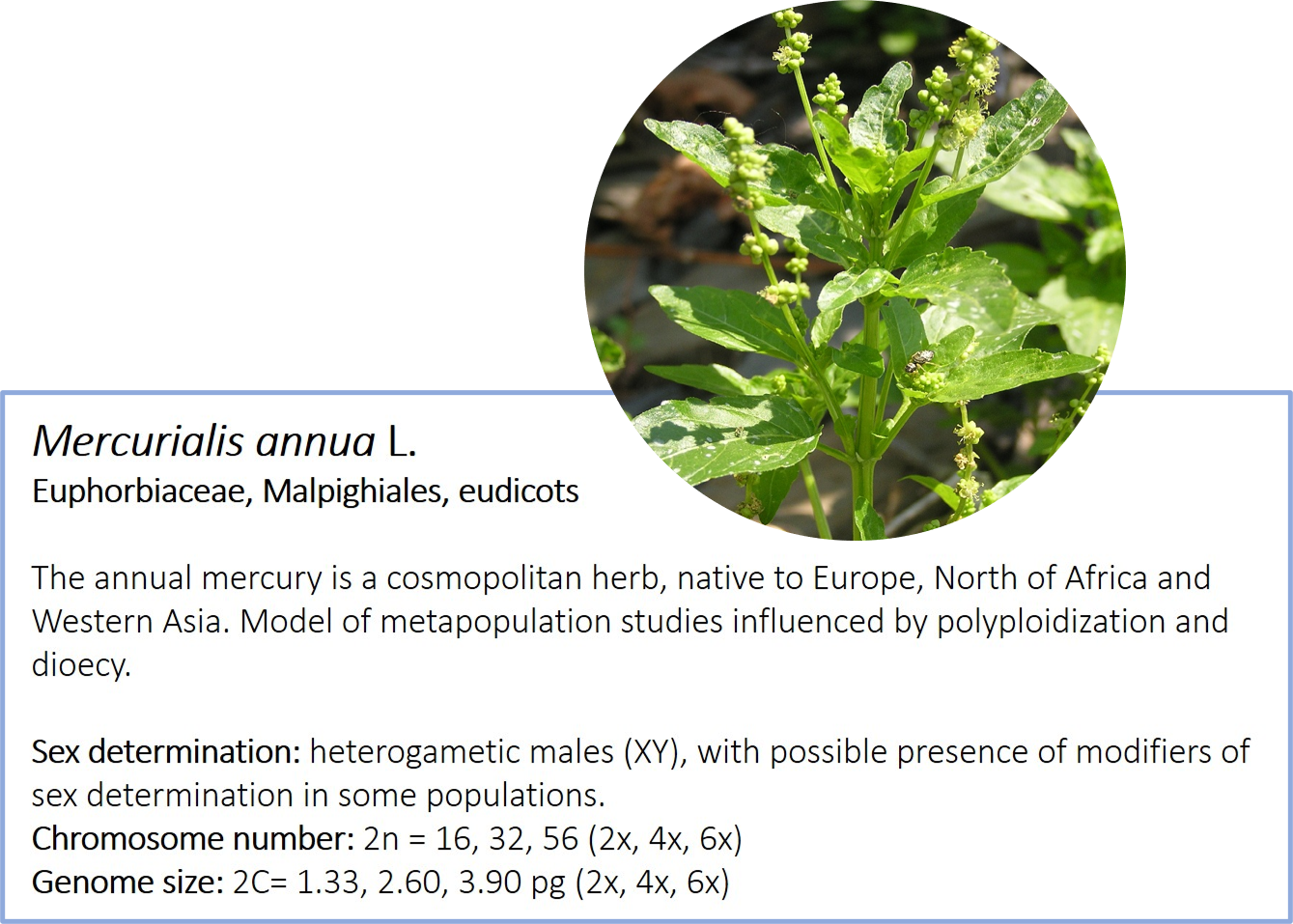 Mercurialis annua